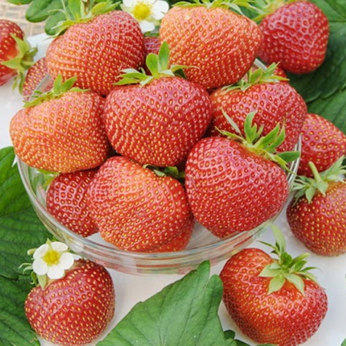 Земляника (крупноплодная) Полка изображение 1 артикул 9880