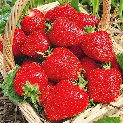 Земляника (крупноплодная) Роксана изображение 1 артикул 9867