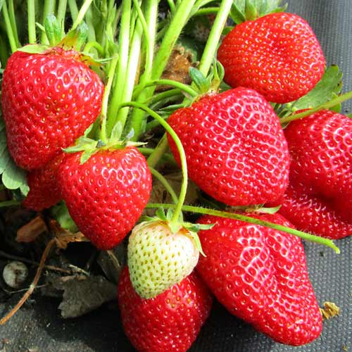 Земляника (крупноплодная) Талия изображение 1 артикул 01280