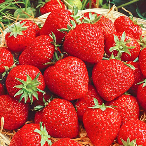Земляника (крупноплодная) Викода изображение 1 артикул 9804