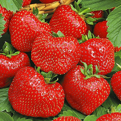 Земляника (крупноплодная) Вима Тарда изображение 1 артикул 9806