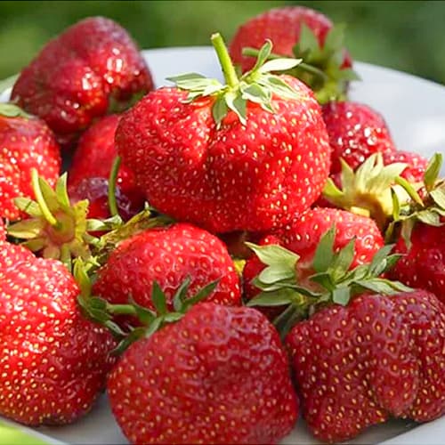 Земляника (крупноплодная) Зефир изображение 1 артикул 1503