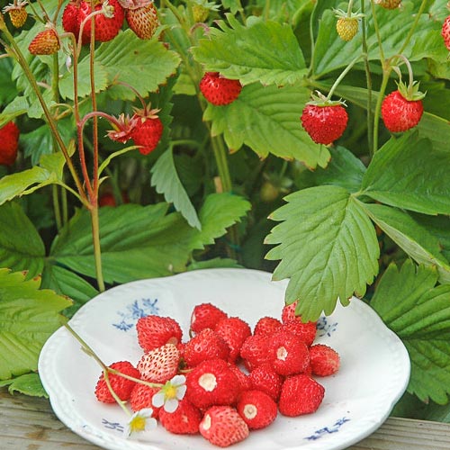 Земляника (мелкоплодная) Александрия изображение 1 артикул 9607