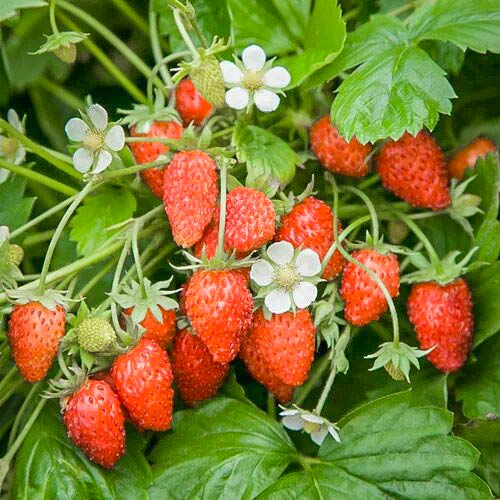 Земляника (мелкоплодная) Барон Солемахер изображение 1 артикул 9604