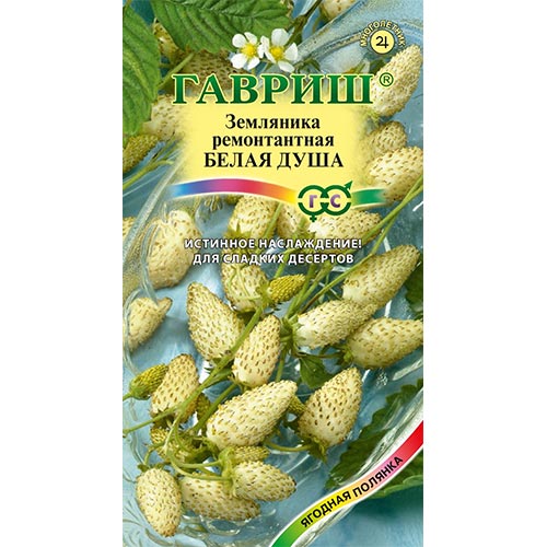Земляника мелкоплодная ремонтантная Белая душа  Гавриш изображение 1 артикул 91684