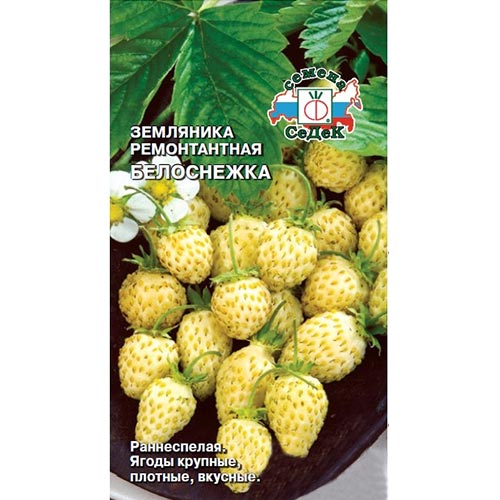 Земляника мелкоплодная ремонтантная Белоснежка Седек изображение 1 артикул 93323
