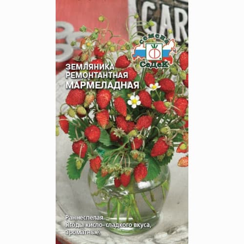 Земляника ремонтантная мелкоплодная Мармеладная Седек изображение 1 артикул 93325