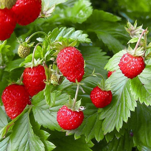 Земляника (мелкоплодная) Розеа артикул фото 1 Земляника (мелкоплодная) Розеа изображение 1 артикул 4927