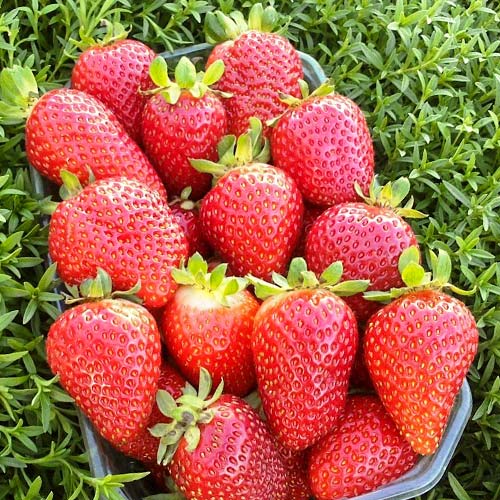 Земляника ремонтантная (крупноплодная) Альбион изображение 1 артикул 9801