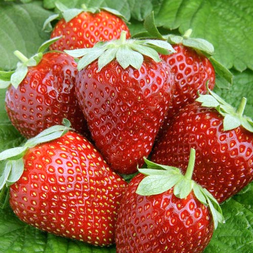 Земляника ремонтантная (крупноплодная) Альтесс изображение 1 артикул 9886