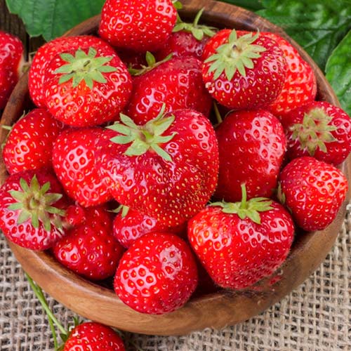 Земляника ремонтантная (крупноплодная) Флорентина изображение 1 артикул 9856