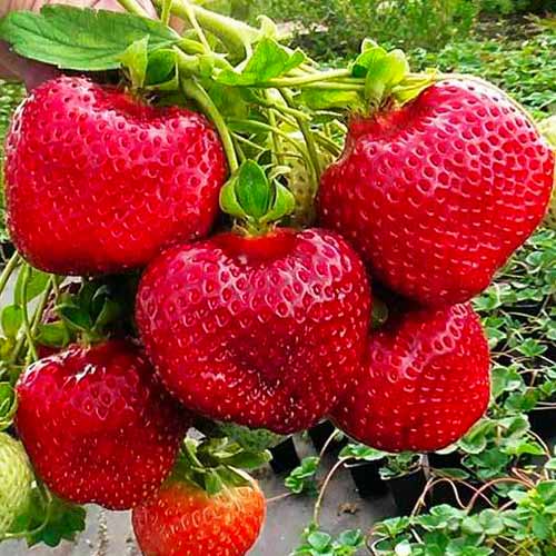 Земляника ремонтантная (крупноплодная) Флорида Бьюти изображение 1 артикул 1623