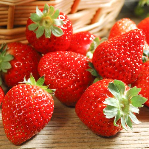 Земляника ремонтантная (крупноплодная) Иришка артикул фото 1 Земляника ремонтантная (крупноплодная) Иришка изображение 1 артикул 9850