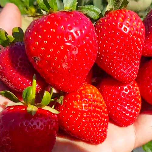 Земляника ремонтантная (крупноплодная) Кабрилло изображение 1 артикул 1621