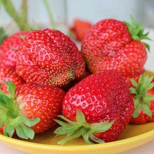 Земляника ремонтантная (крупноплодная) Королева Елизавета изображение 1 артикул 9815