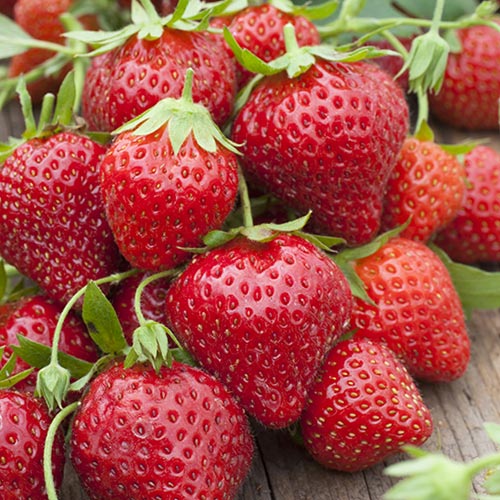 Земляника ремонтантная (крупноплодная) Мара Де Буа изображение 1 артикул 9892