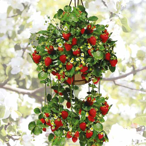 Земляника ремонтантная (крупноплодная) Подвесная изображение 1 артикул 9817