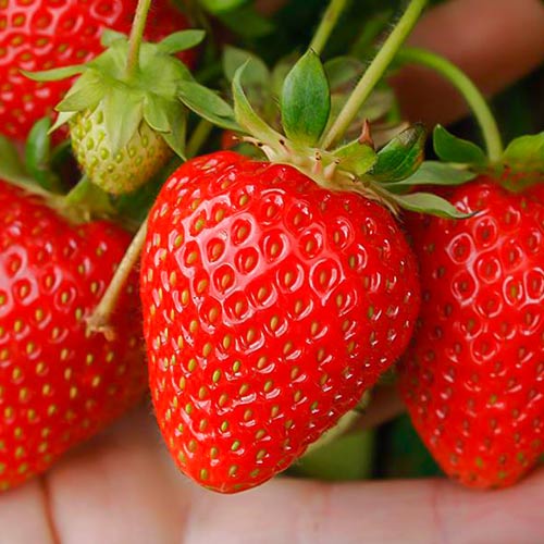 Земляника ремонтантная (крупноплодная) Портола изображение 1 артикул 9818