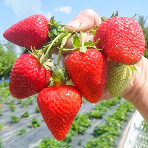 Земляника ремонтантная (крупноплодная) Сан Андреас изображение 1 артикул 9819