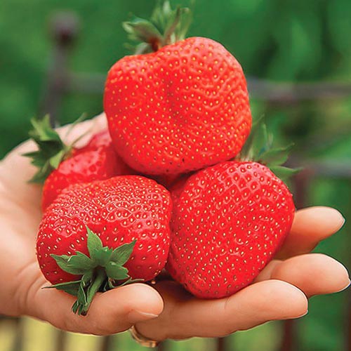 Земляника ремонтантная (крупноплодная) Свит Мери XXL изображение 1 артикул 9820