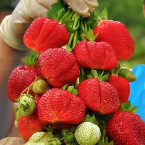 Земляника ремонтантная (крупноплодная) Трюфель де Пари изображение 1 артикул 1507