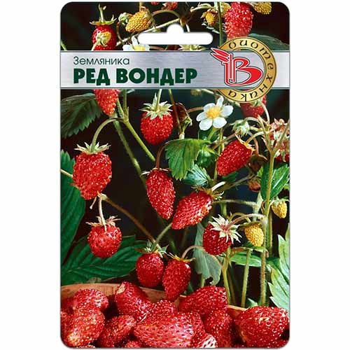 Земляника мелкоплодная ремонтантная Ред Вондер Биотехника изображение 1 артикул 84624