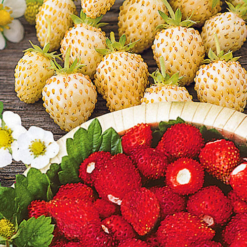 Земляника ремонтантная Сладкие сестрички, смесь сортов Premium Seeds изображение 1 артикул 83744