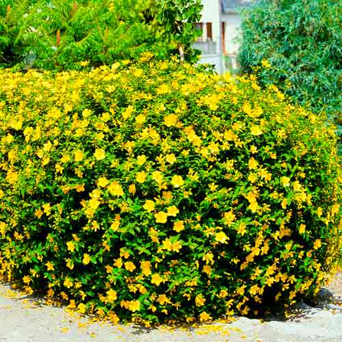 Зверобой Мэджикал Саншайн артикул фото 1 Зверобой Мэджикал Саншайн изображение 1 артикул 67852