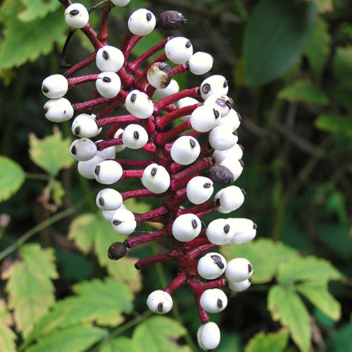 Воронец Мисти Блю изображение 2 артикул 6136