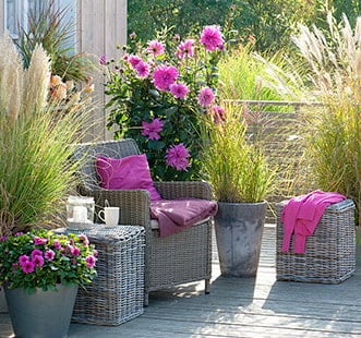 Декоративные растения