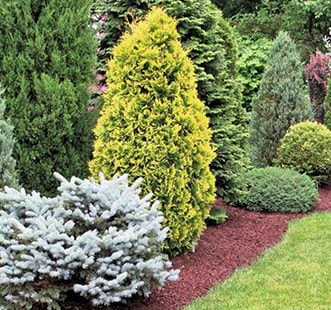 Хвойные деревья