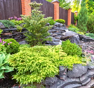 Хвойные растения