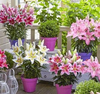 Луковицы цветов весна