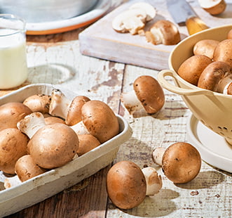 Мицелий грибов