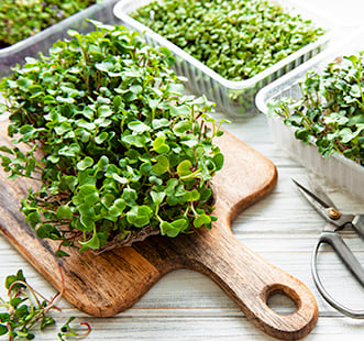 Микрозелень