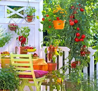 Огород на подоконнике