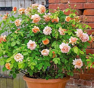 Розы английские