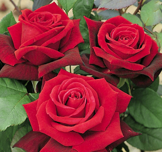 Розы чайно-гибридные