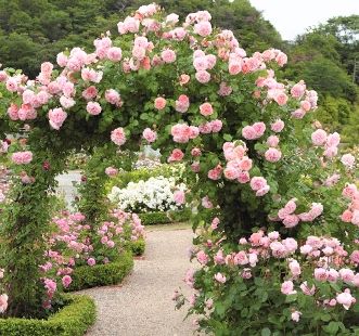 Розы плетистые