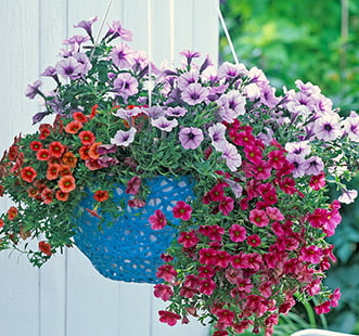 Семена ампельных цветов