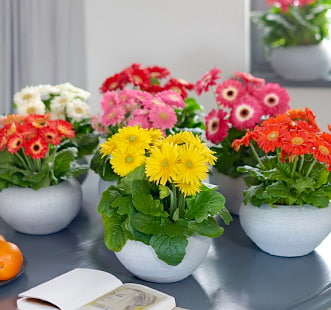 Семена комнатных цветов