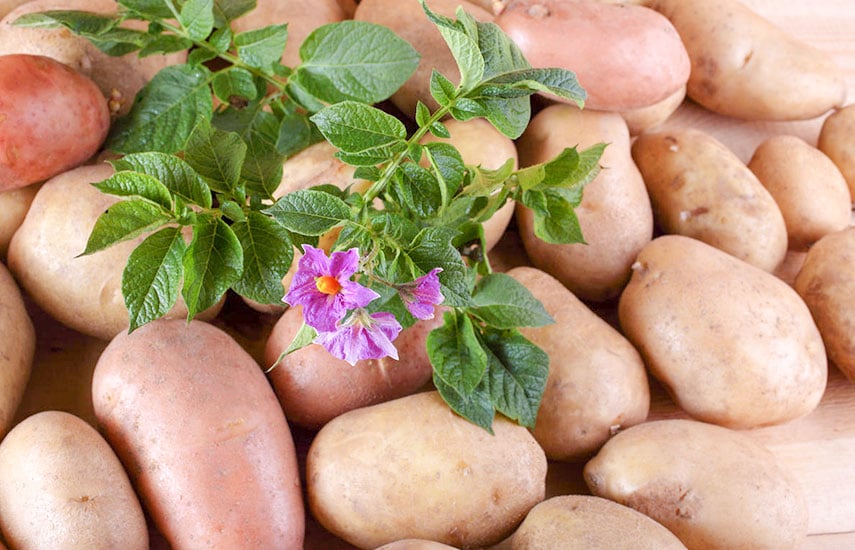 Посадка и выращивание картофеля