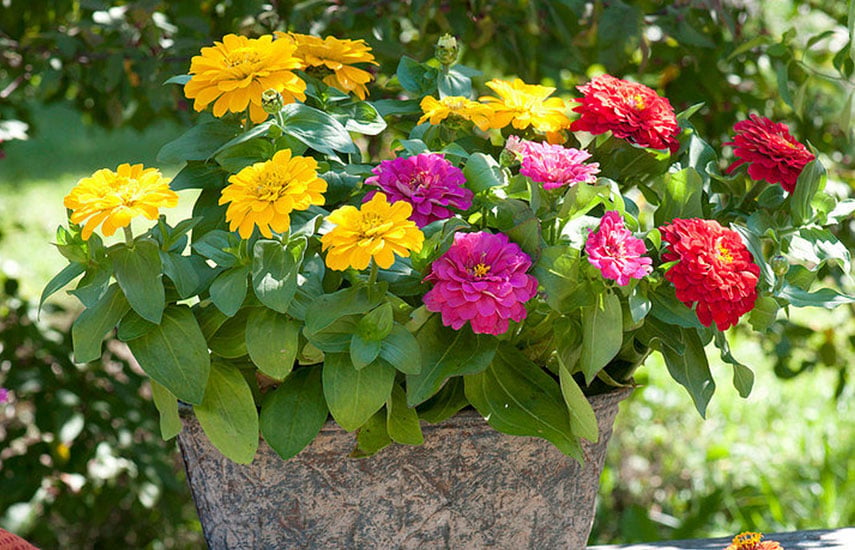Описание садовых многолетних цветов для дачи с названиями и фото