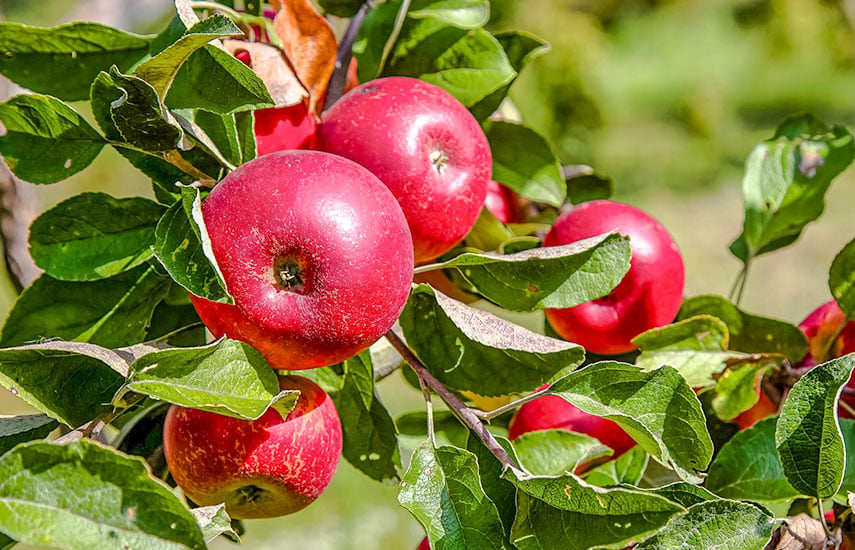 Какую яблоню посадить на даче – отвечают в блоге Беккер