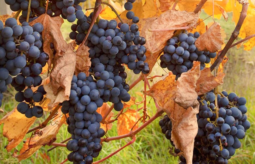 Укрытие винограда на зиму - как правильно?