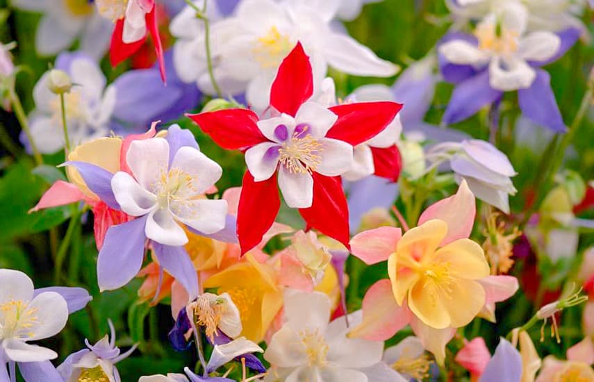 5 лучших летников, которые можно посеять сразу в почву: садовые цветы для пышного цветения