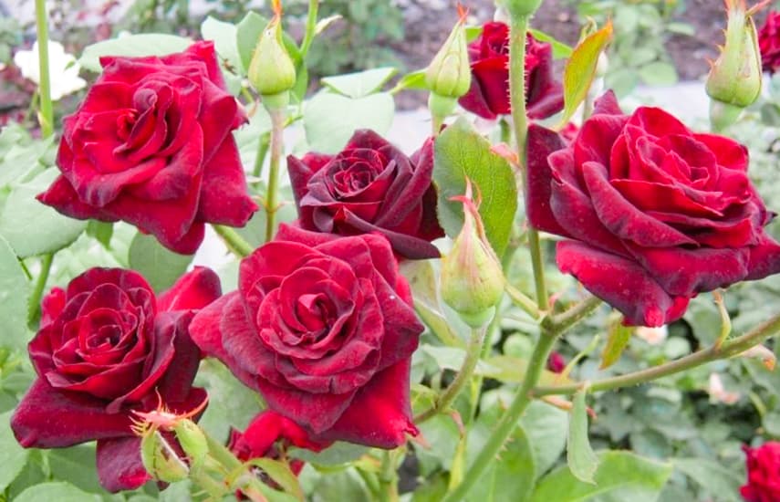 Темно красные розы - 20 лучших сортов с описанием и фото