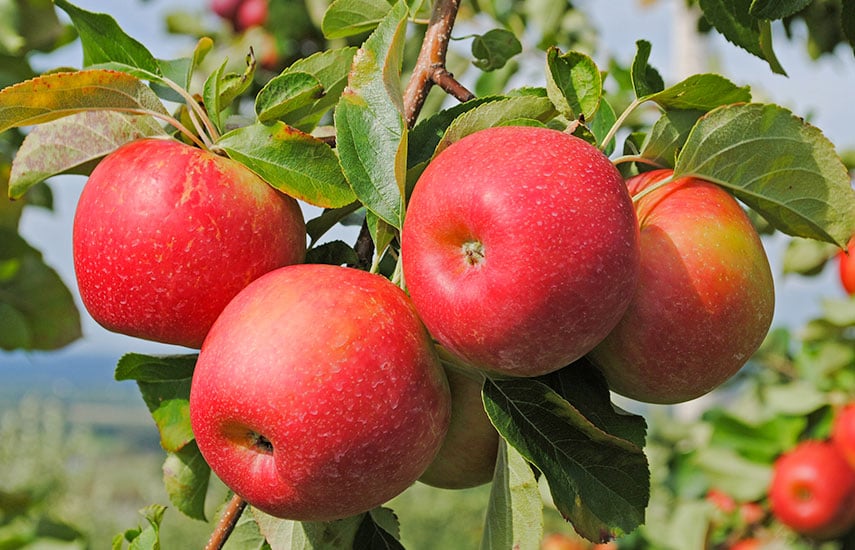 Яблони и груши осенью - когда сажать, как обрезать, уход и удобрение