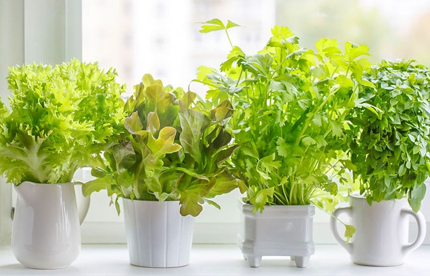 Зелень - отличный способ освежить интерьер и пополнить запасы витаминов