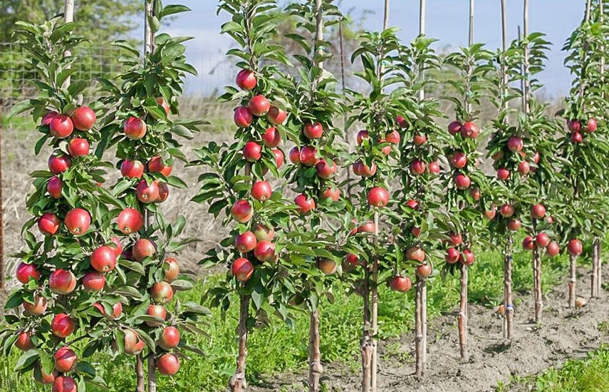 Как правильно посадить колоновидные яблони